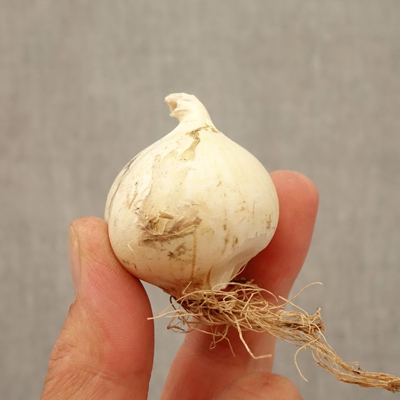 Exemplaar van Allium Summer Drummer - Sierui Bol kaliber 12+ zoals geleverd in de herfst