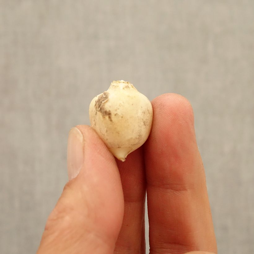 Exemplaar van Allium triquetrum - Driekantig look Bol kaliber 5+ zoals geleverd in de herfst