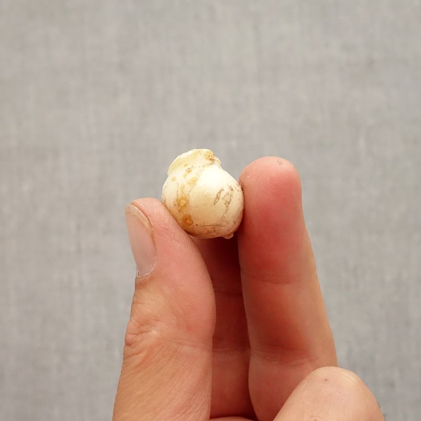 Exemplaar van Allium unifolium Eros - Amerikaanse look Bol kaliber 5+ zoals geleverd in de herfst