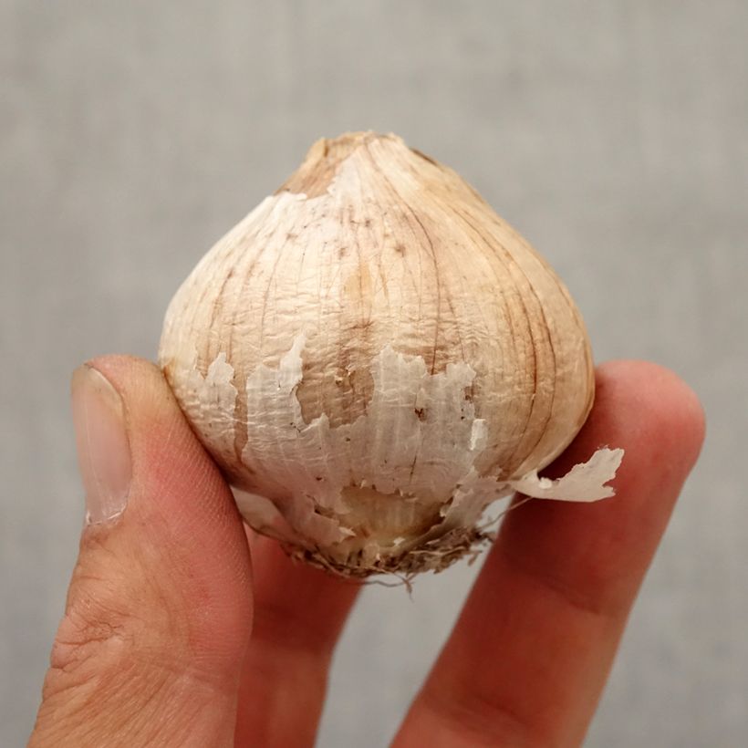 Example of Ail d'ornement Etoile de Perse - Allium christophii ou albopilosum Bol size 12+ as you get in automne