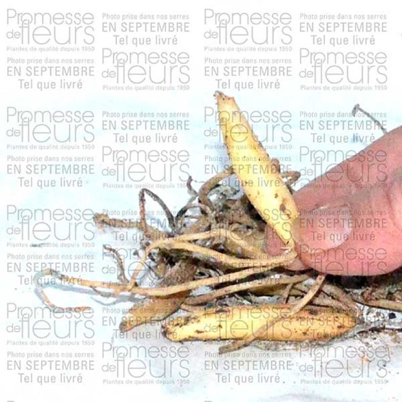 Example of Ail des ours - Allium ursinum (Bulbes) Bol Kaliber/Größe I as you get