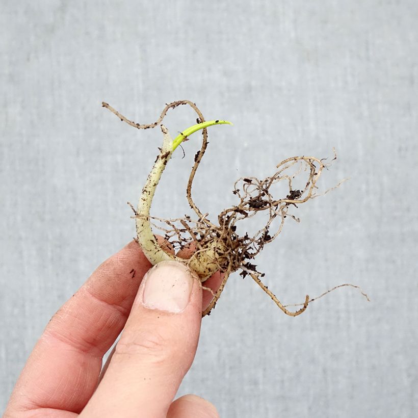 Exemplaar van Daslook - Allium ursinum Naakte wortel zoals geleverd in de winter