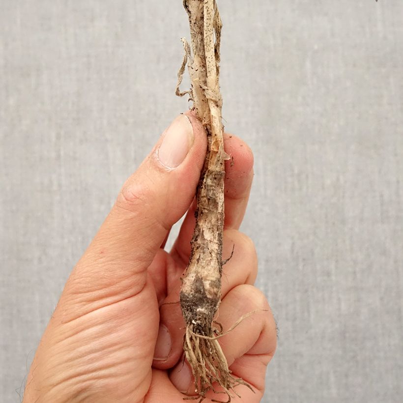 Exemplaar van Allium cernuum - Amerikaanse look Bol kaliber I zoals geleverd in de herfst