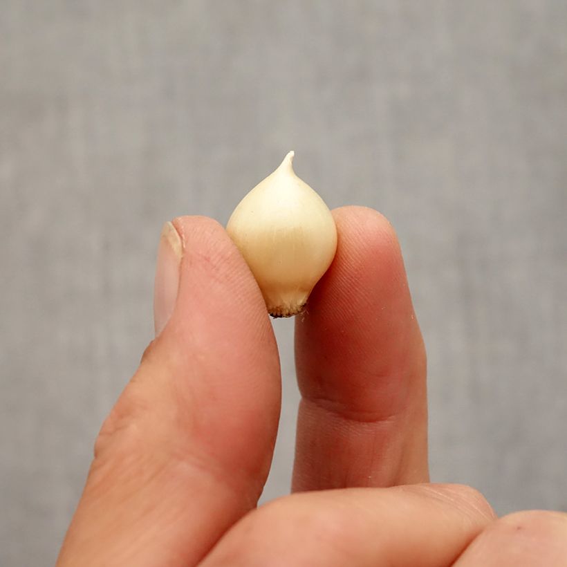 Exemplaar van Slangenlook - Allium scorodoprasum Bol kaliber 5+ zoals geleverd in de herfst