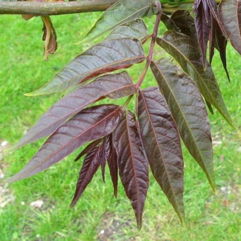Ailanthus altissima Purple Dragon - Hemelboom (Foliage)