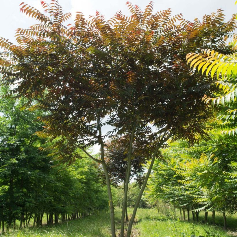 Ailanthus altissima Purple Dragon - Hemelboom (Plant habit)