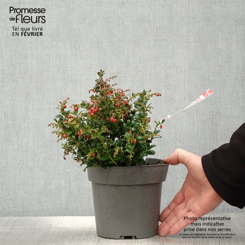 Exemplaar van Rode bosbes Red Candy Pot van 1,5 l/2 l, Struik zoals geleverd in de winter