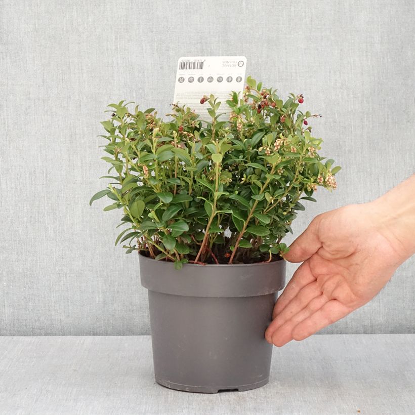 Exemplaar van Rode bosbes Red Candy Pot van 1,5 l/2 l, Struik zoals geleverd in de lente