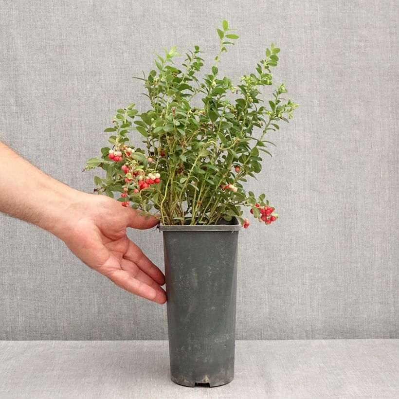 Exemplaar van Rode bosbes Red Pearl Pot van 2 l/3 l zoals geleverd in de zomer