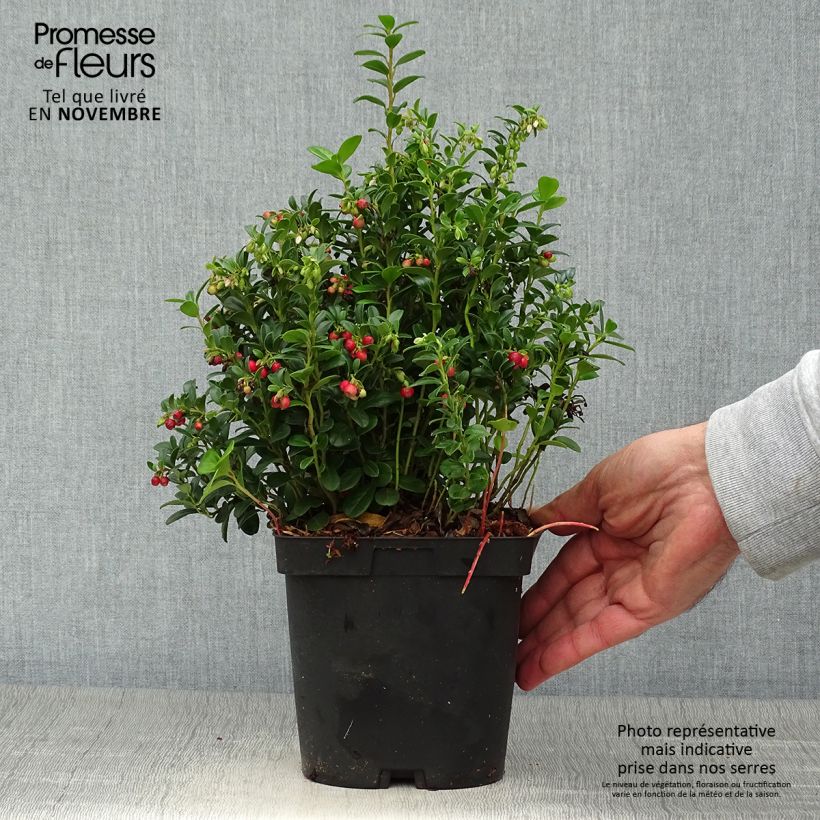 Exemplaar van Rode bosbes Red Pearl Pot van 2 l/3 l zoals geleverd in de herfst