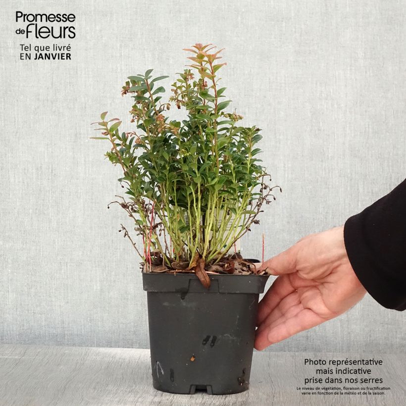 Exemplaar van Rode bosbes Red Pearl Pot van 2 l/3 l zoals geleverd in de winter