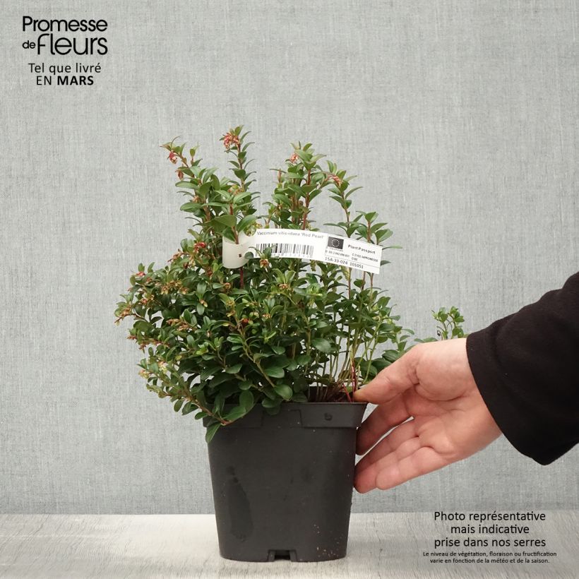 Exemplaar van Rode bosbes Red Pearl Pot van 2 l/3 l zoals geleverd in de lente