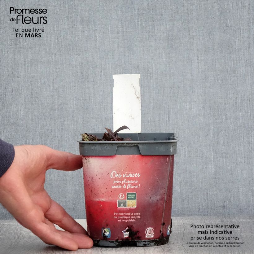 Exemplaar van Ajuga reptans Noble Nightingale - Kruipend zenegroen Pot van 2 l/3 l zoals geleverd in de lente