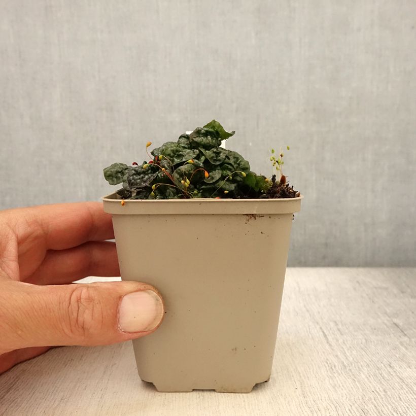 Exemplaar van Ajuga pyramidalis Metallica Crispa - Piramidezenegroen Kweekpotje van 8/9 cm zoals geleverd in de zomer