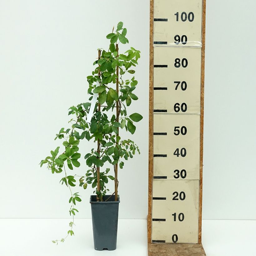Exemplaar van Akebia quinata Alba - Schijnaugurk Pot van 3 l/4 l zoals geleverd in de zomer