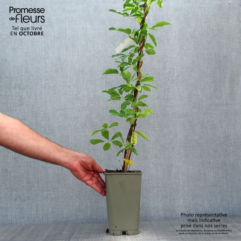 Exemplaar van Akebia quinata Silver Bells - Schijnaugurk Pot van 2 l/3 l zoals geleverd in de herfst
