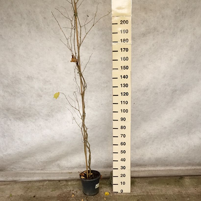 Exemplaar van Alangium chinense Pot van 7,5 l/10 l zoals geleverd in de herfst