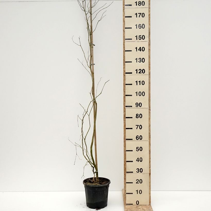 Example of Alangium chinense Pot van 7,5 l/10 l as you get in hiver