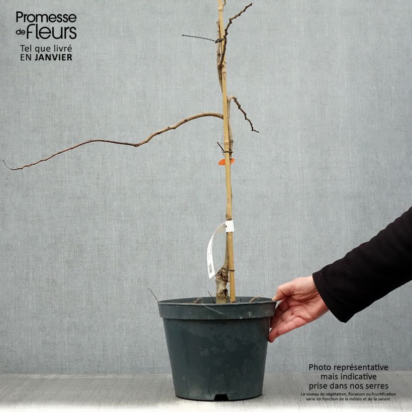 Example of Albizia julibrissin Chocolate Fountain - Arbre à soie Pot van 7,5 l/10 l as you get in hiver