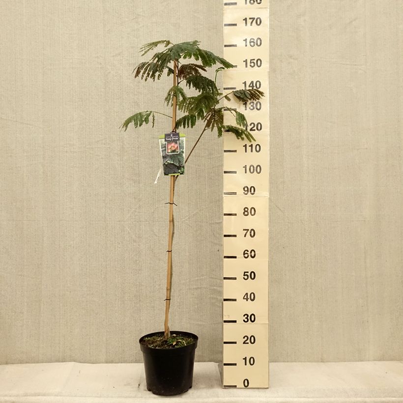 Exemplaar van Albizia julibrissin Eveys Pride - Perzische slaapboom Pot van 7,5 l/10 l zoals geleverd in de herfst