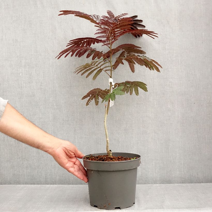 Exemplaar van Albizia julibrissin Eveys Pride - Perzische slaapboom Pot van 4 l/5 l zoals geleverd in de zomer