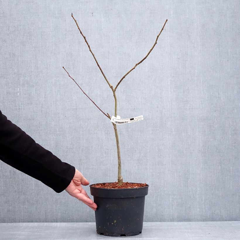 Example of Albizia julibrissin Evey's Pride - Arbre de soie Pot van 4 l/5 l as you get in hiver