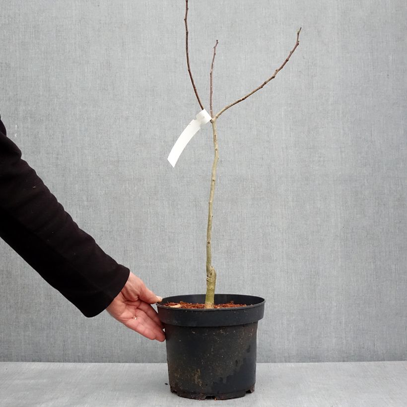 Exemplaar van Albizia julibrissin Eveys Pride - Perzische slaapboom Pot van 4 l/5 l zoals geleverd in de lente