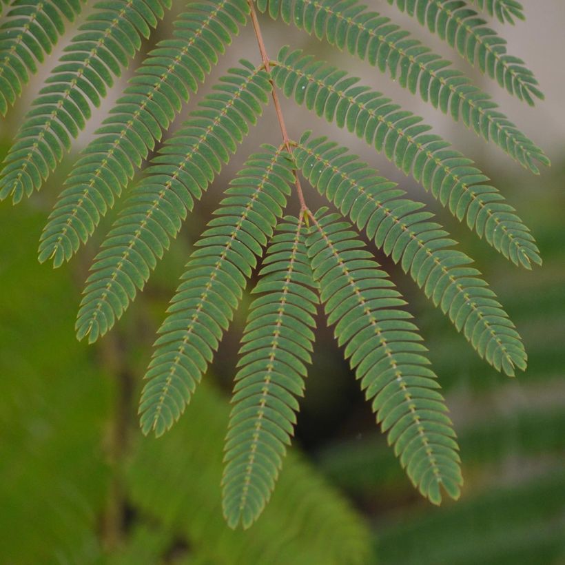 Albizia julibrissin Ombrella - Perzische slaapboom (Foliage)