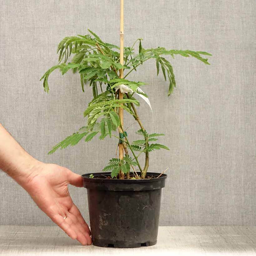 Exemplaar van Albizia julibrissin Ombrella - Perzische slaapboom Pot van 3 l/4 l zoals geleverd in de zomer