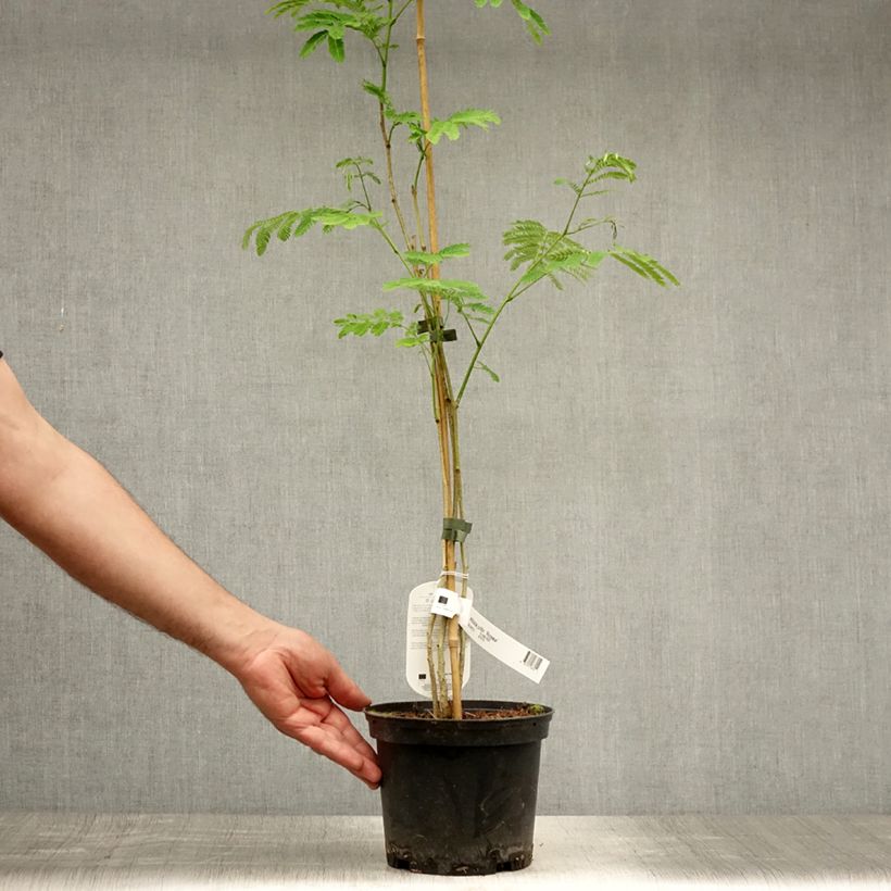 Exemplaar van Albizia julibrissin Rosea - Perzische slaapboom Pot van 2 l/3 l zoals geleverd in de zomer
