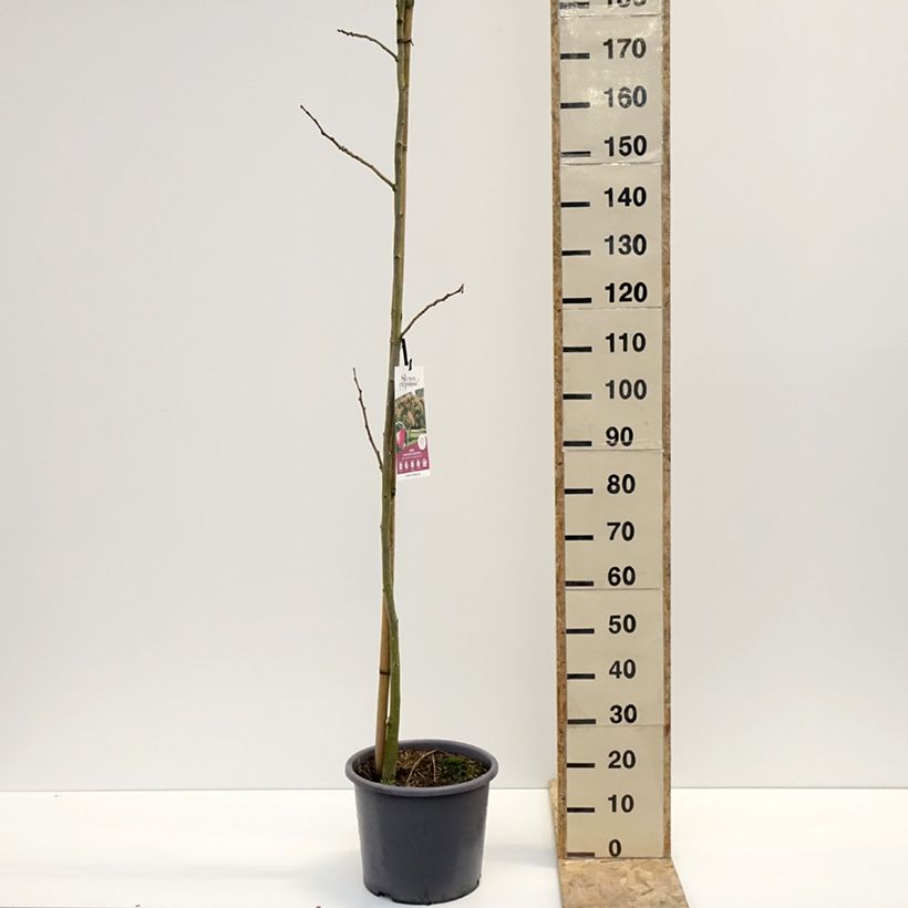 Example of Albizia julibrissin Rouge Selection - Arbre à soie Pot van 12 l/15 l as you get in hiver