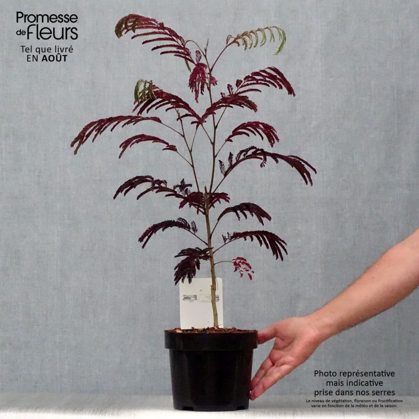 Exemplaar van Albizia julibrissin Summer Chocolate - Perzische slaapboom Pot van 3 l/4 l zoals geleverd in de zomer