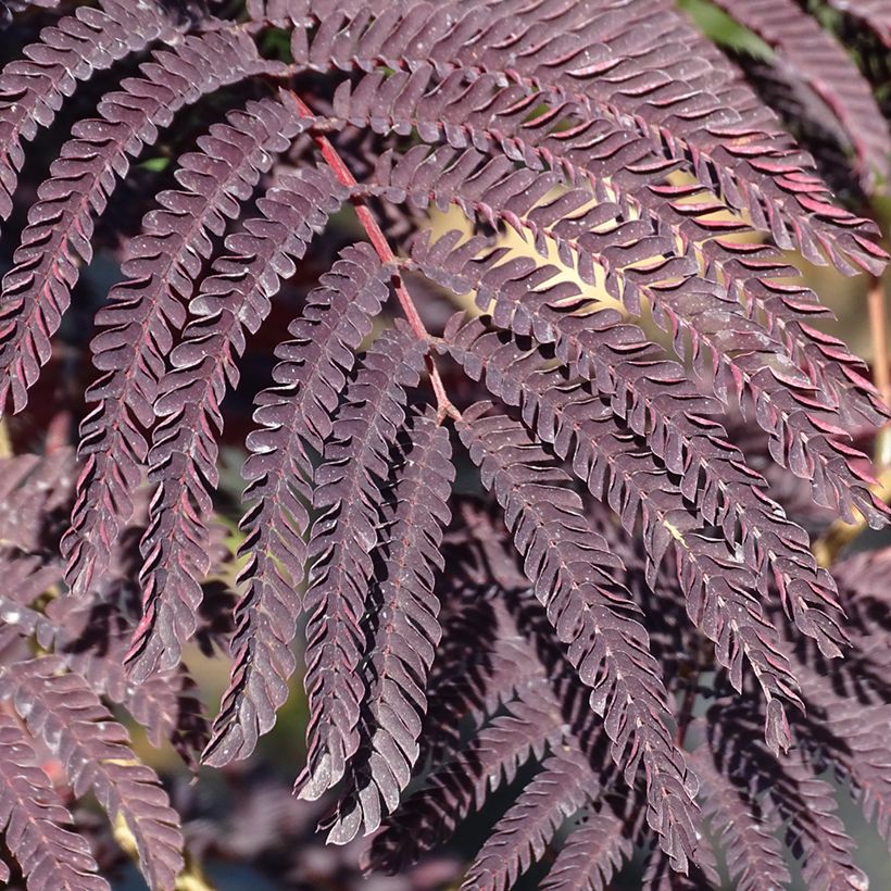 Albizia julibrissin Summer Chocolate - Perzische slaapboom (Blad)
