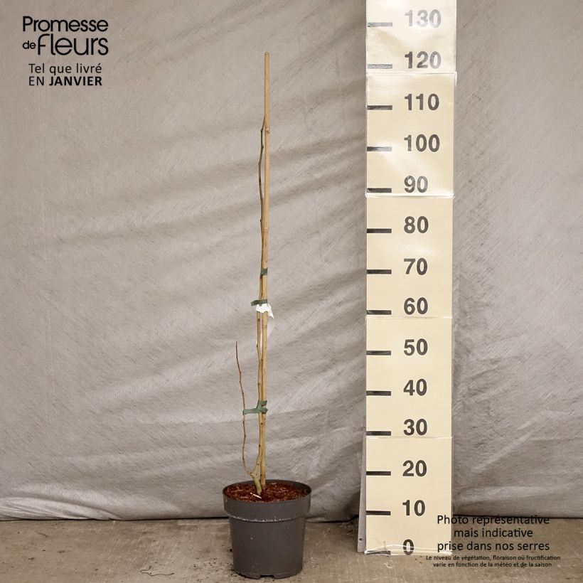 Example of Albizia julibrissin Summer Chocolate - Arbre à soie Pot van 7,5 l/10 l as you get in hiver