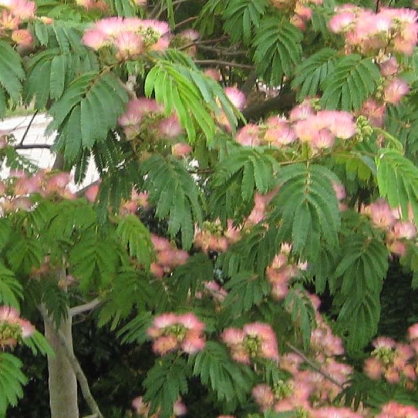 Albizia julibrissin Tropical Dream - Perzische slaapboom (Foliage)