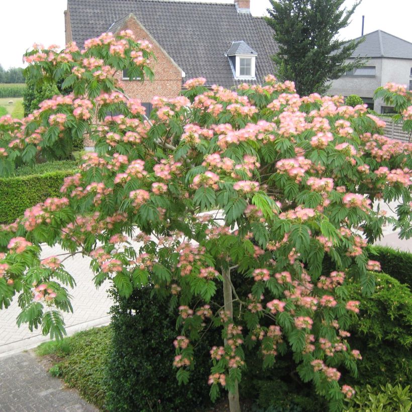 Albizia julibrissin Tropical Dream - Perzische slaapboom (Plant habit)