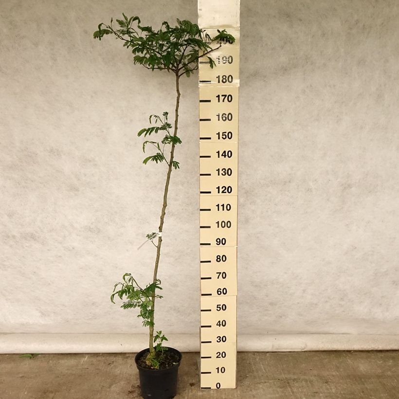 Exemplaar van Albizia julibrissin Tropical Dream - Perzische slaapboom Pot van 7,5 l/10 l zoals geleverd in de zomer