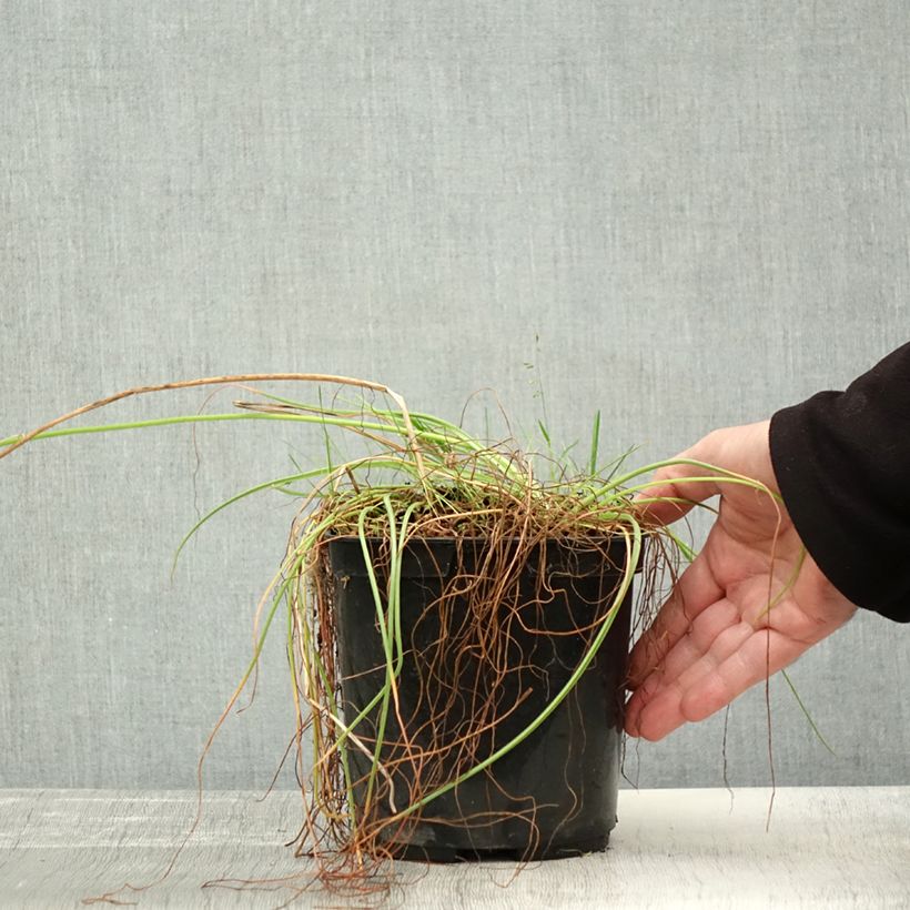 Exemplaar van Albuca shawii - Slijmbloem Pot van 3 l/4 l zoals geleverd in de herfst