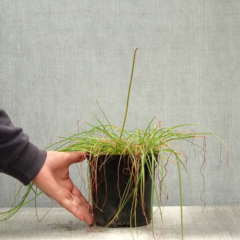 Exemplaar van Albuca shawii - Slijmbloem Pot van 3 l/4 l zoals geleverd in de zomer