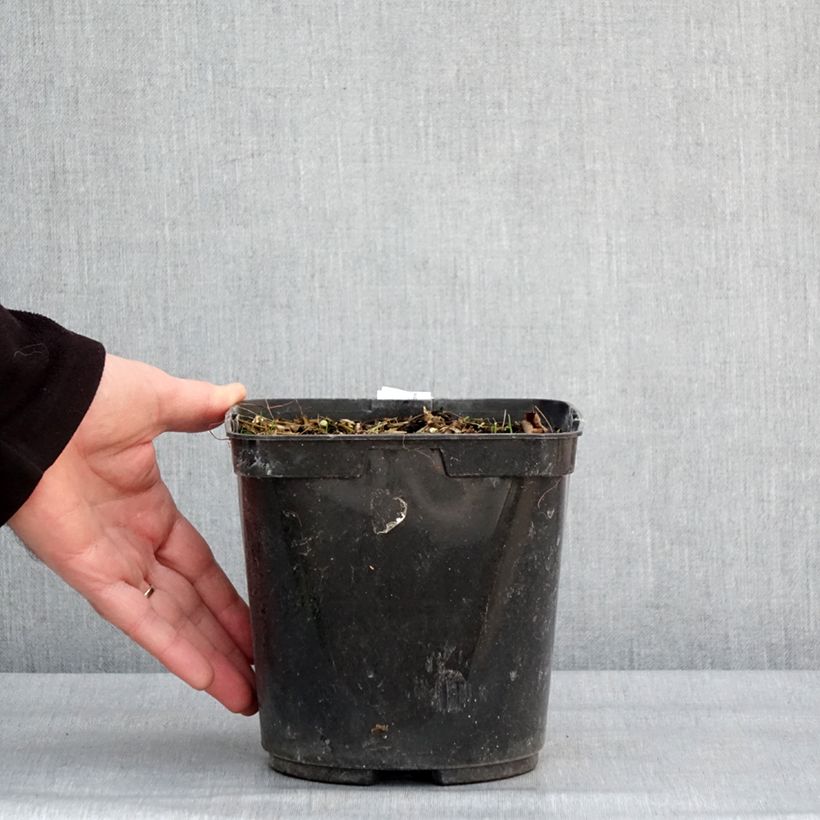 Example of Albuca shawii Pot van 3 l/4 l as you get in hiver