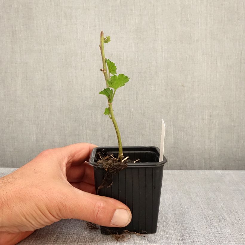 Exemplaar van Alcalthaea suffrutescens Parkallee - Stokroos Kweekpotje van 8/9 cm zoals geleverd in de herfst