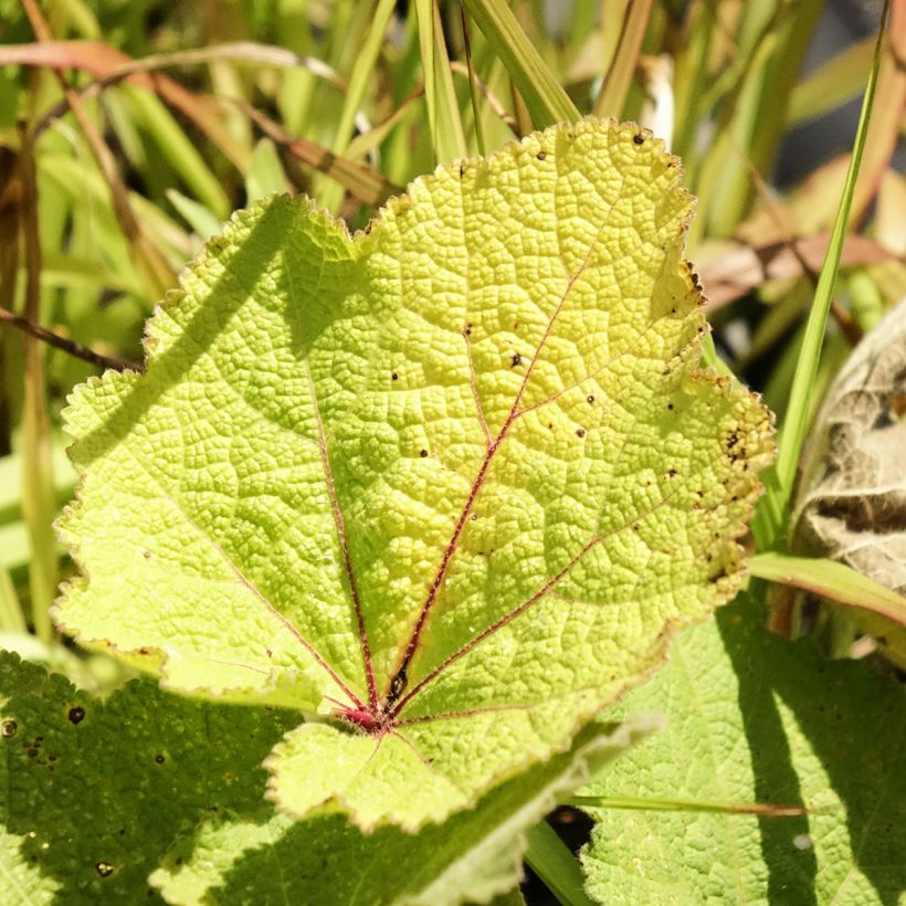 Alcea ficifolia - Vijgbladige stokroos (Blad)