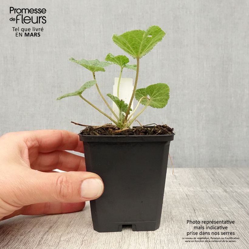 Exemplaar van Alcea ficifolia - Vijgbladige stokroos Kweekpotje van 8/9 cm zoals geleverd in de lente