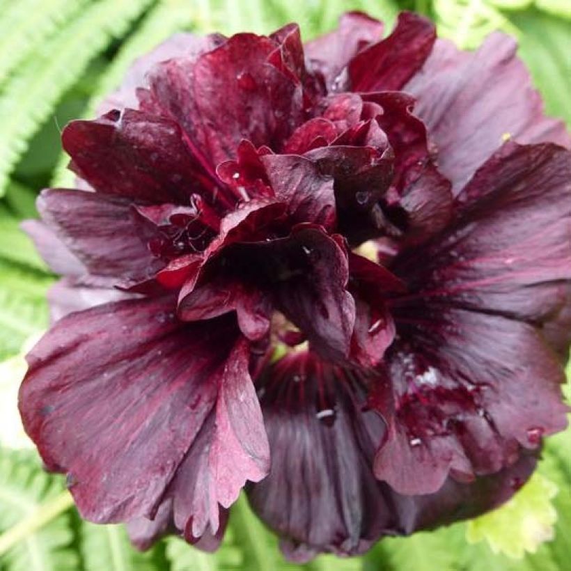 Alcea rosea Chaters Double Purple - Stokroos (Flowering)
