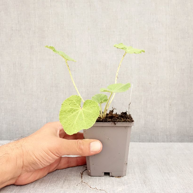 Exemplaar van Alcea rosea Simplex - Rose Trémière en mélange Godet de 7/8 cm zoals geleverd in de herfst