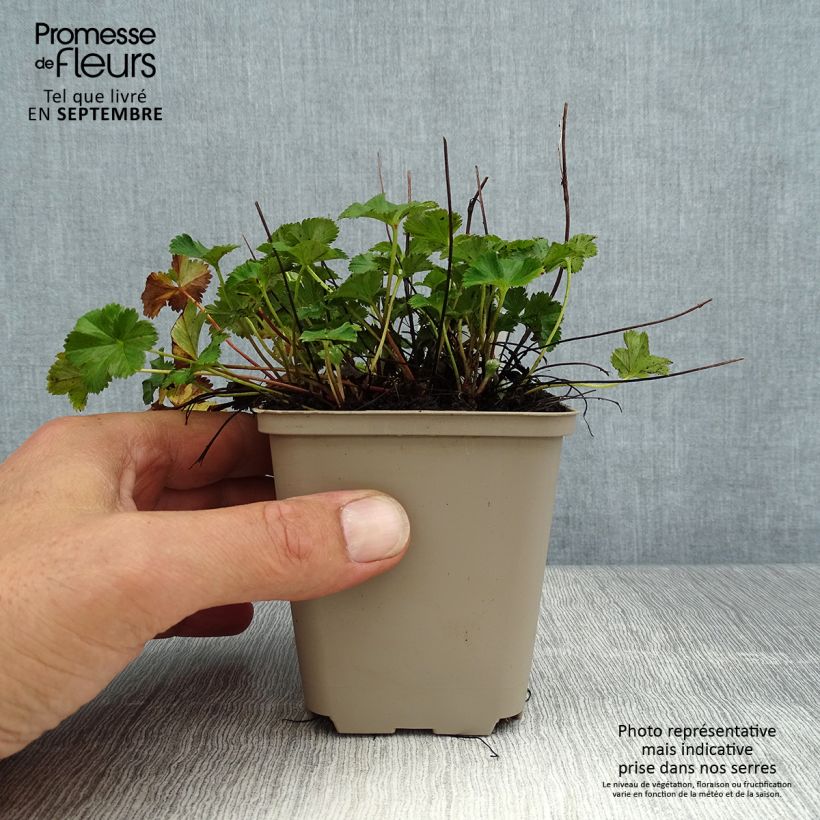 Exemplaar van Alchemilla erythropoda - Vrouwenmantel Kweekpotje van 8/9 cm zoals geleverd in de zomer