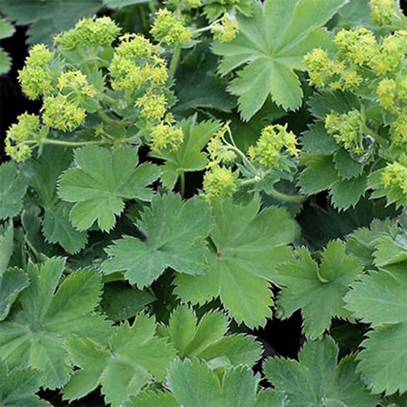 Alchemilla sericata Gold Strike - Vrouwenmantel (Flowering)