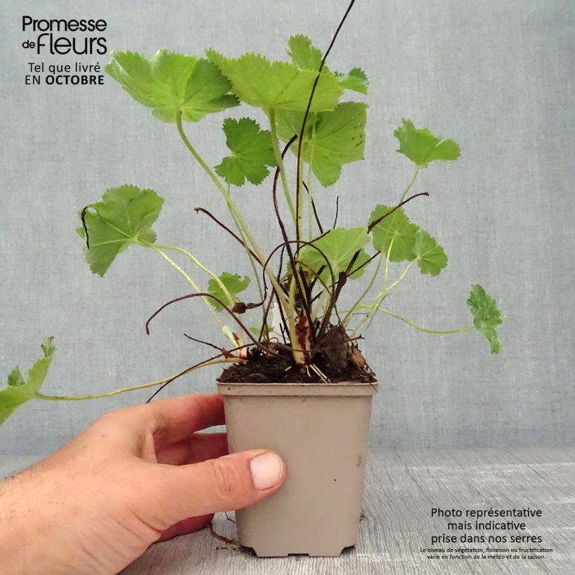 Exemplaar van Alchemilla vulgaris - Spitslobbige vrouwenmantel Kweekpotje van 8/9 cm zoals geleverd in de herfst
