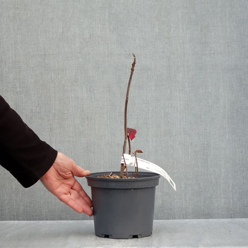 Exemplaar van Alchornea davidii Pot van 3 l/4 l zoals geleverd in de herfst