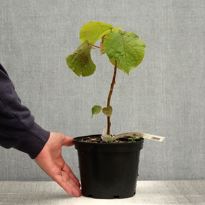 Exemplaar van Alchornea davidii Pot van 3 l/4 l zoals geleverd in de zomer